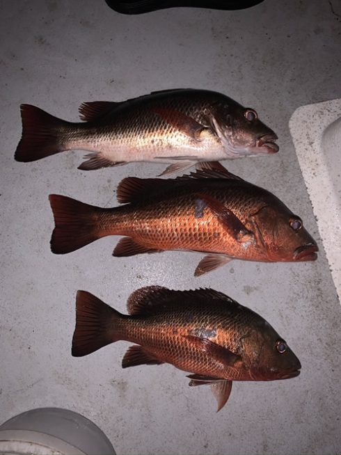 Baffle Creek Fishing