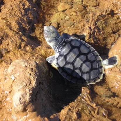 turtle hatchling